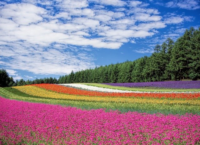 Blumenzwiebeln: So klappt’s mit dem Blütenmeer